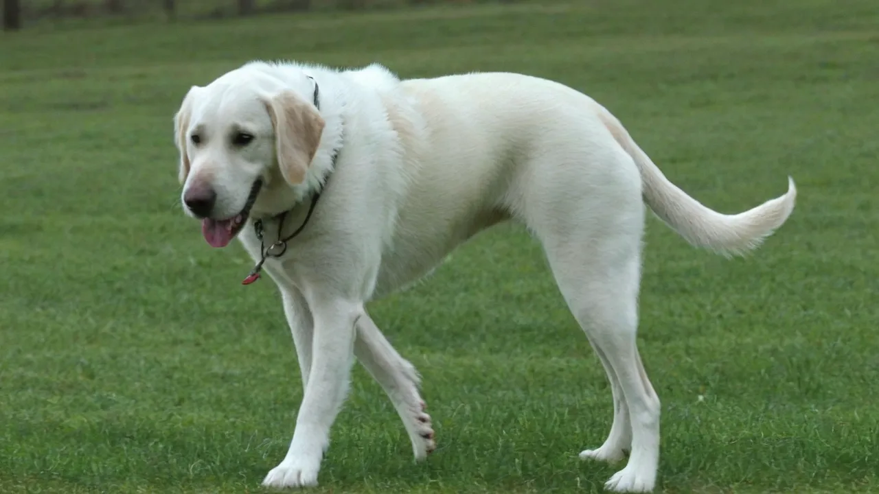 Amerikan Akita koira