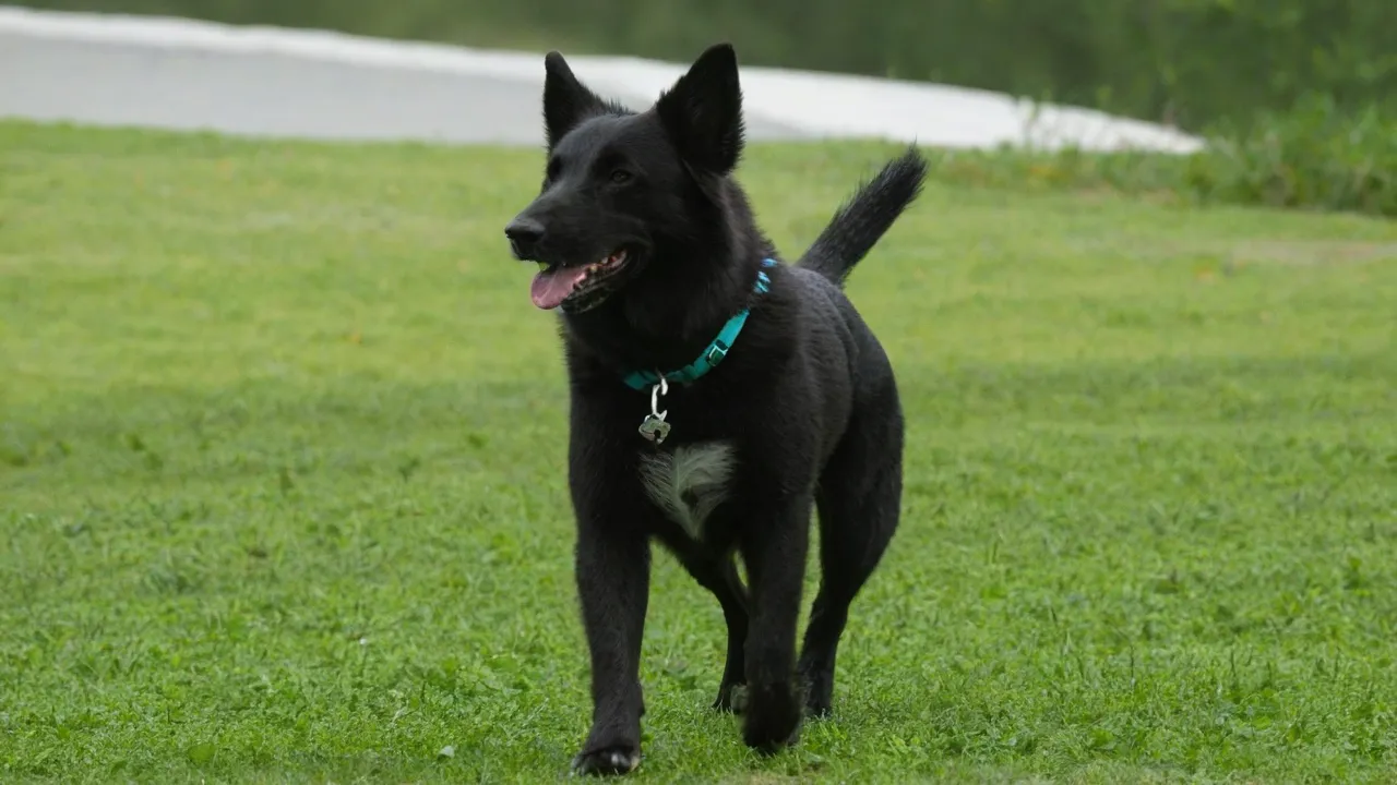 Malinois koira - energinen ja älykäs rotu