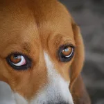 koiran silmäsairaudet
