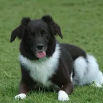 Koiran turvonnut vatsa: Syyt, Oireet ja Hoito