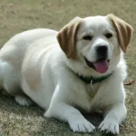 Koiran ulosteen väri