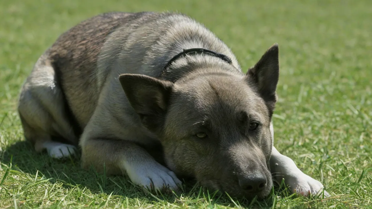 Belgianpaimenkoira Malinois⁚ Suomen suosituin työkoira