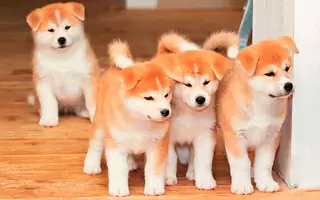 Grailivi tsutsenya Akita-inu