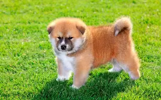Tsucenya Akita-inu luonnossa