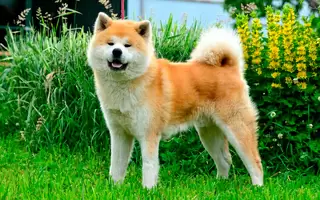 Dorosla Akita-inu
